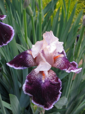 A guest donated iris